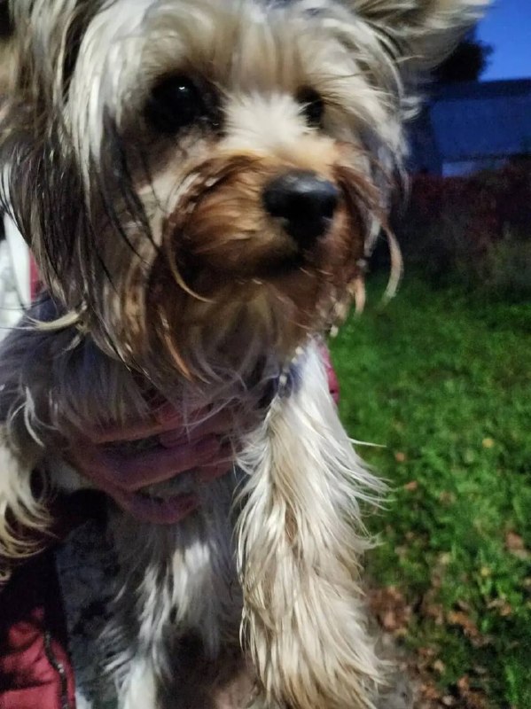 Found brown dog in Alekseevka — identification photo, lost & found pet database Pathfinder