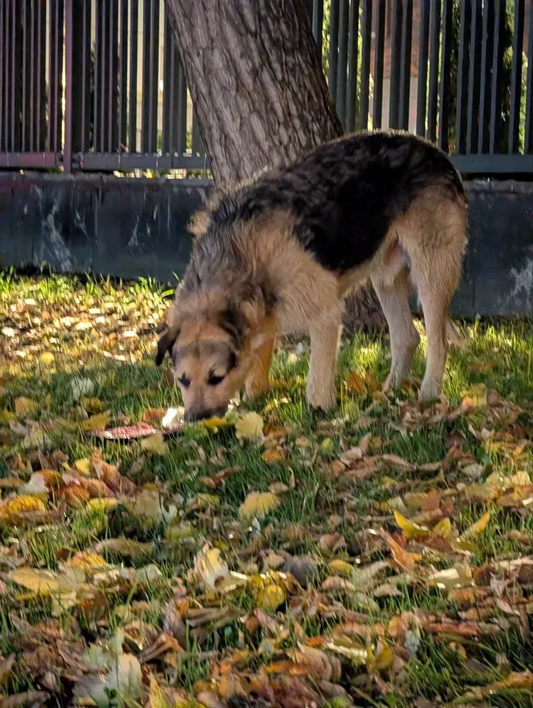 Lost dog in Moscow — identification photo, lost & found pet database Pathfinder