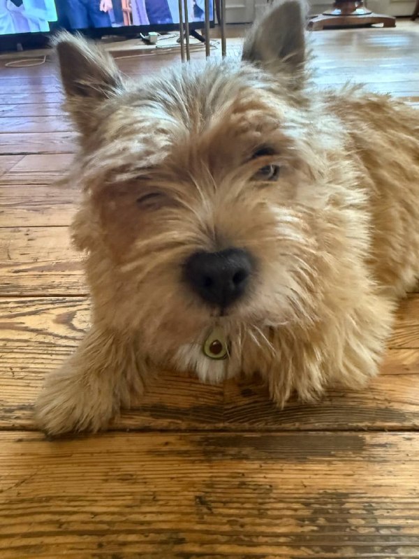 Lost ginger dog, норвич терьер in Nikolina Gora — identification photo, lost & found pet database Pathfinder