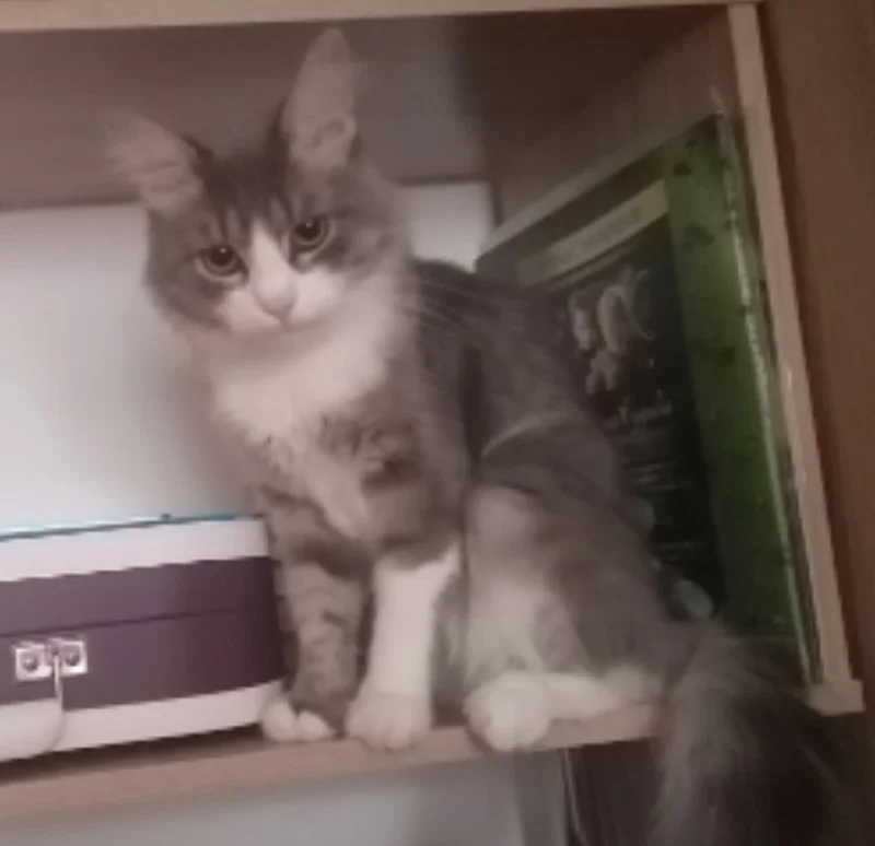 Lost gray cat in Ufa — identification photo, lost & found pet database Pathfinder
