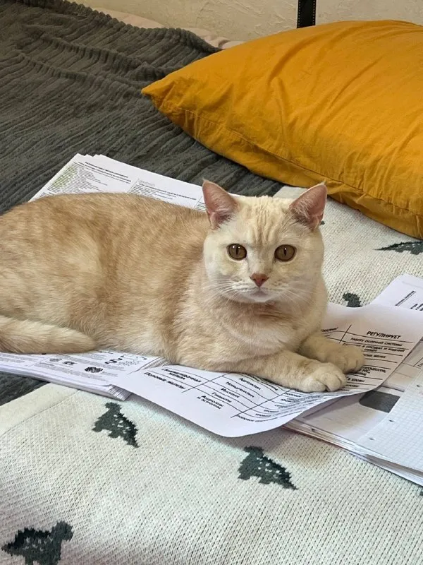 Lost ginger cat in Domodedovo — identification photo, lost & found pet database Pathfinder