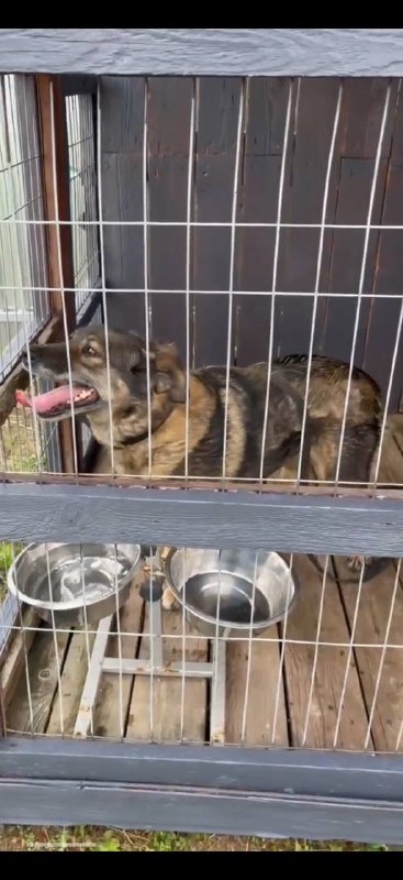 Lost brown dog, дворняжка in Bakhteevo — identification photo, lost & found pet database Pathfinder