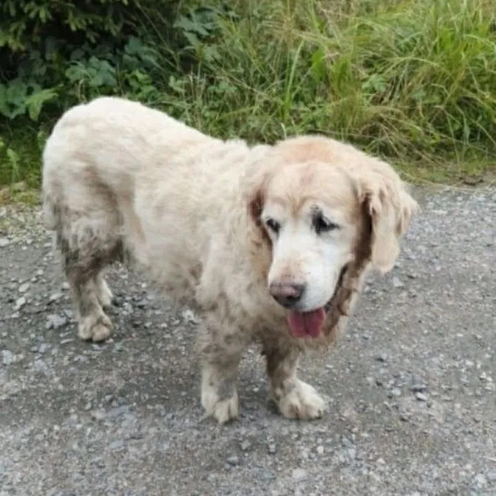 Lost cream dog, лабрадор ретривер in Pos Lebyazhe — identification photo, lost & found pet database Pathfinder
