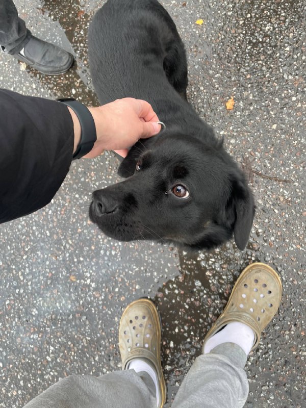 Found silver dog in Yukki — identification photo, lost & found pet database Pathfinder