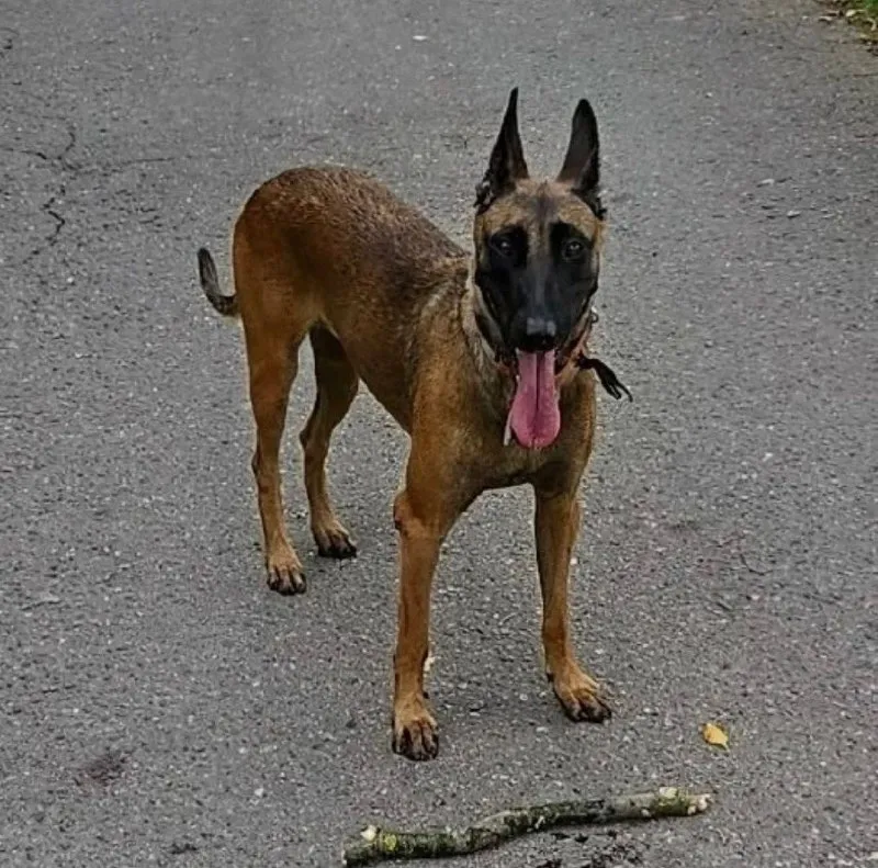 Lost fawn dog, малинуа (бельгийская овчарка) in Podolsk — identification photo, lost & found pet database Pathfinder