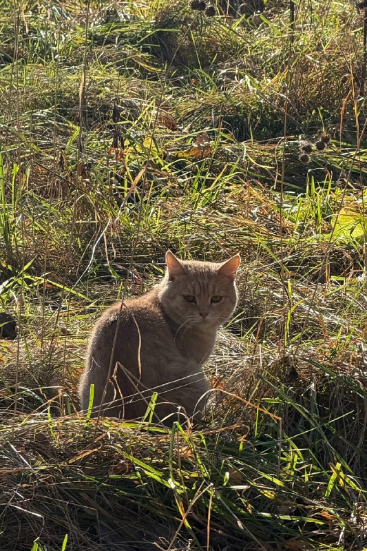 Found cat in Perm — identification photo, lost & found pet database Pathfinder