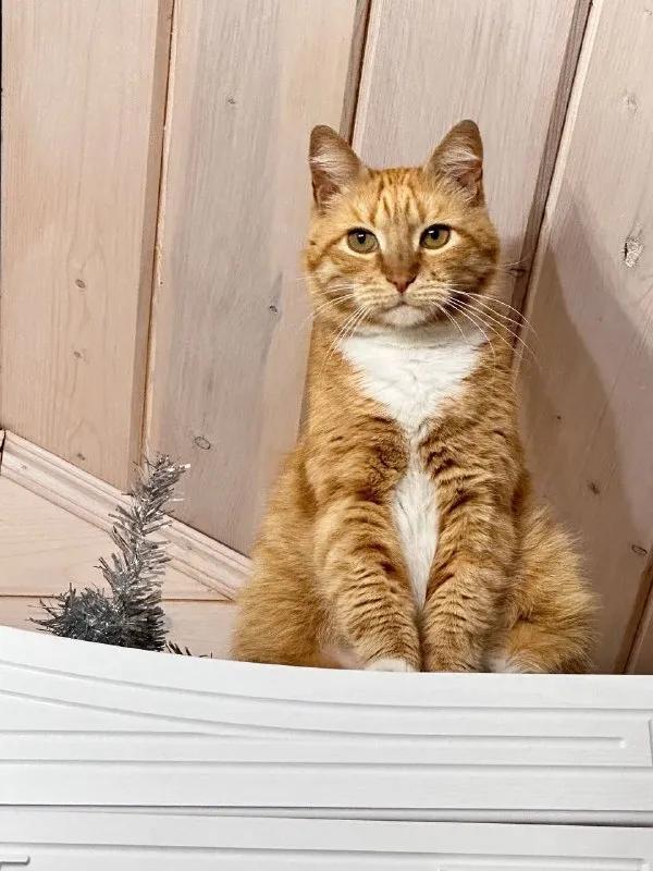 Lost white cat in Semkhoz — identification photo, lost & found pet database Pathfinder