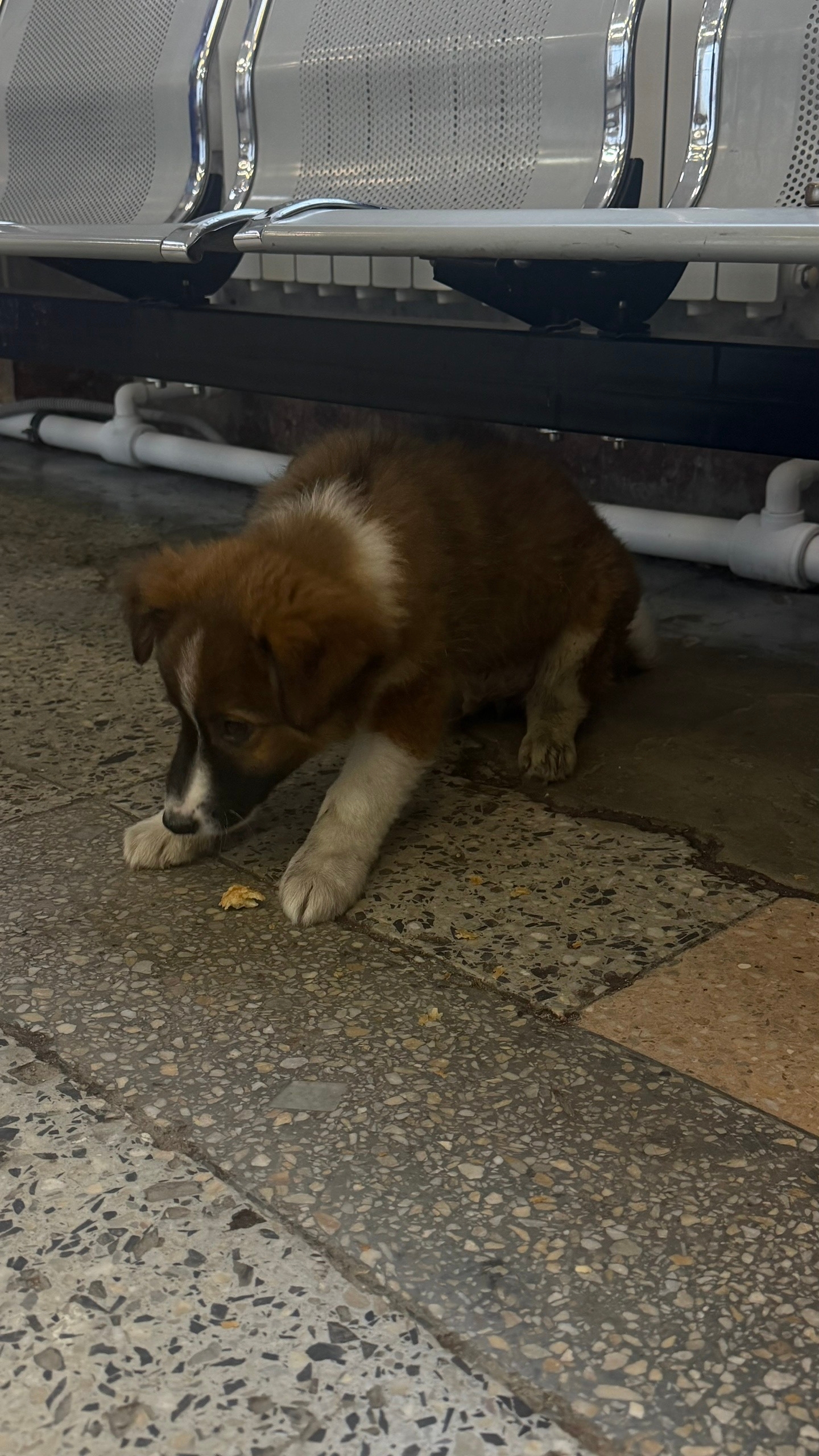 Found brown dog in Ob — identification photo, lost & found pet database Pathfinder