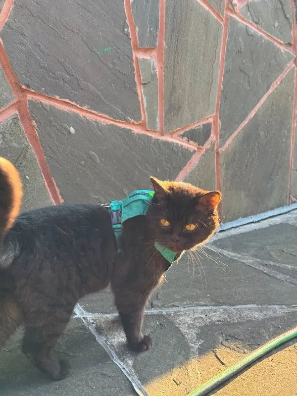 Lost brown cat in Ryabtsevo — identification photo, lost & found pet database Pathfinder