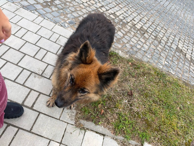 Found brown dog in Timoshkino — identification photo, lost & found pet database Pathfinder