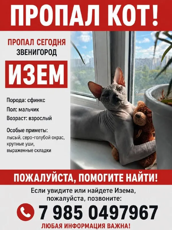 Lost gray cat, сфинкс in Zvenigorod — identification photo, lost & found pet database Pathfinder