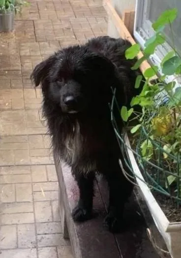 Lost dog in Sakharovo — identification photo, lost & found pet database Pathfinder