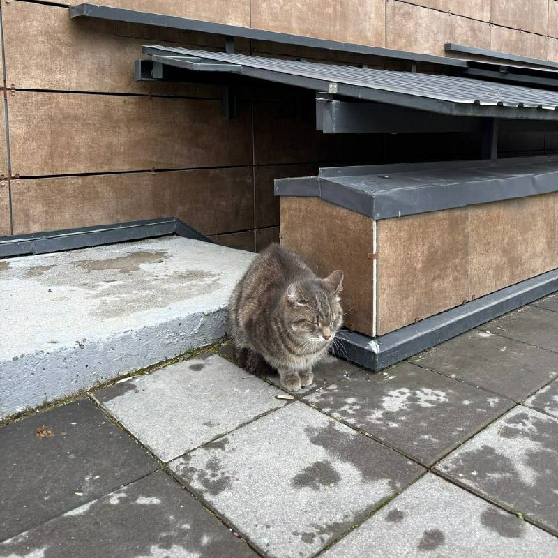 Found brown cat in Saint Petersburg — identification photo, lost & found pet database Pathfinder