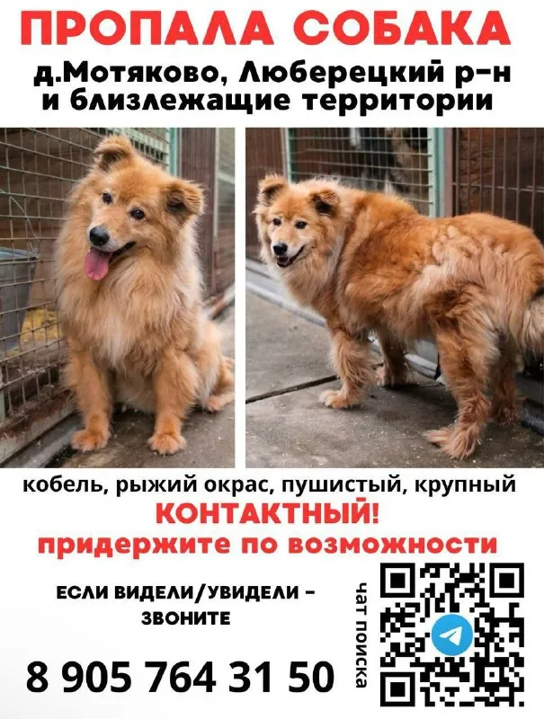 Lost ginger dog in Motyakovo — identification photo, lost & found pet database Pathfinder