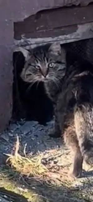 Found cat in Verkhnyaya Pyshma — identification photo, lost & found pet database Pathfinder