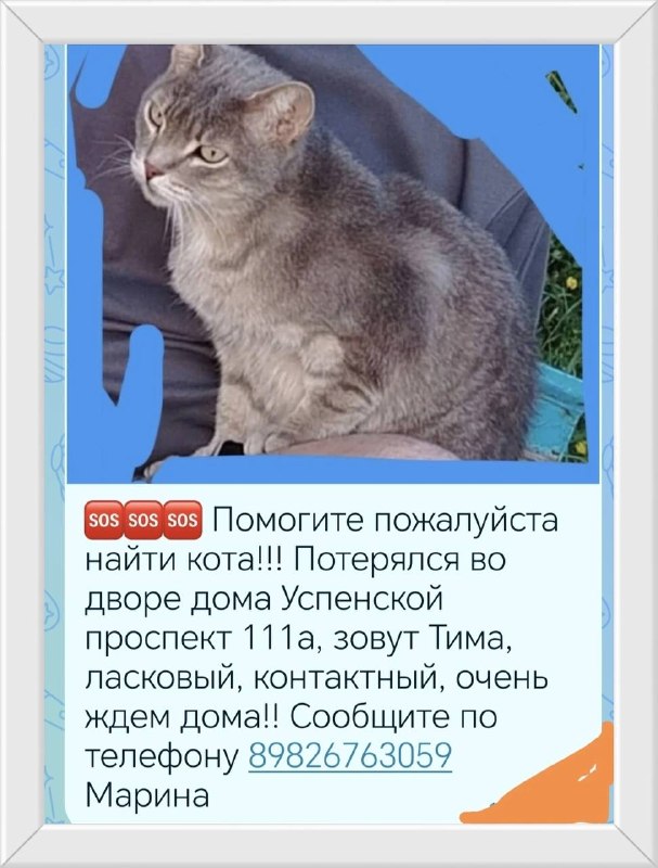 Lost gray cat in Verkhnyaya Pyshma — identification photo, lost & found pet database Pathfinder