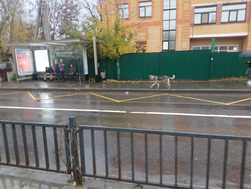 Found dog in Kokoshkino — identification photo, lost & found pet database Pathfinder