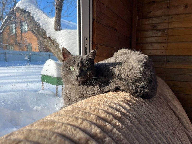 Lost gray cat, беспородистая in Malyshevo — identification photo, lost & found pet database Pathfinder