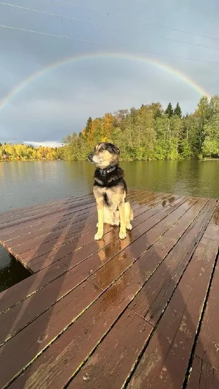 Lost dog, метис in Iksha — identification photo, lost & found pet database Pathfinder