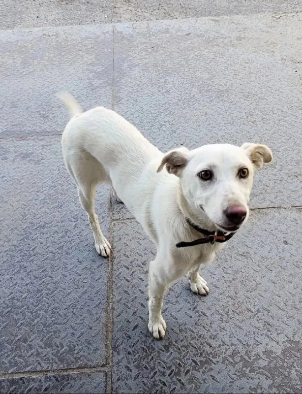 Adoptable dog in Volgograd — identification photo, lost & found pet database Pathfinder