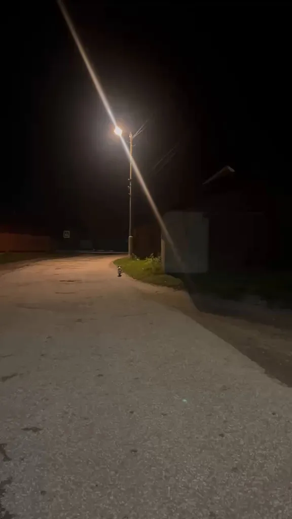 Found dog, джек-рассел in Novoe — identification photo, lost & found pet database Pathfinder