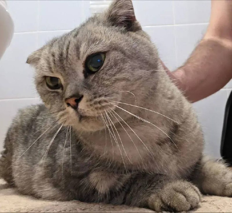 Found gray cat, вислоухая in Reutov — identification photo, lost & found pet database Pathfinder