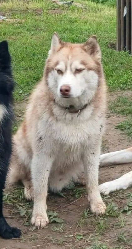Lost white dog, хаски in Aristovo — identification photo, lost & found pet database Pathfinder