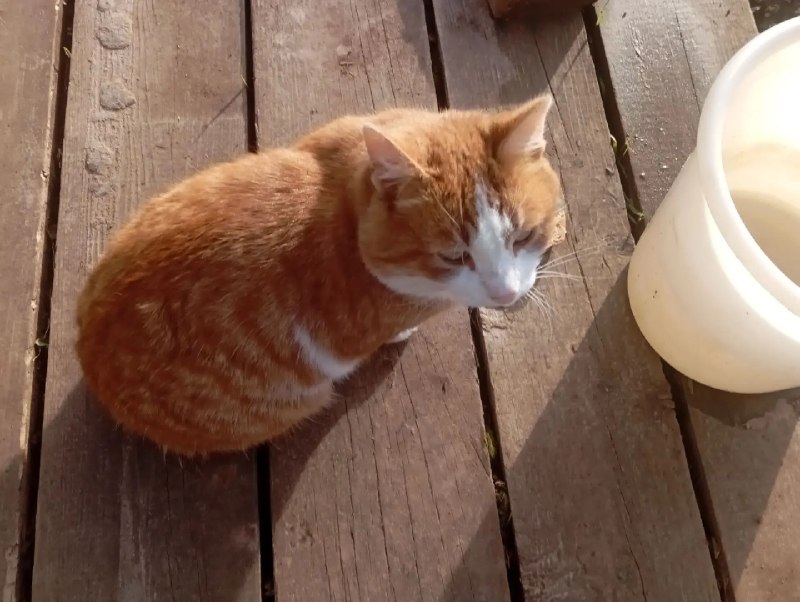 Found cat in Kudymkar — identification photo, lost & found pet database Pathfinder