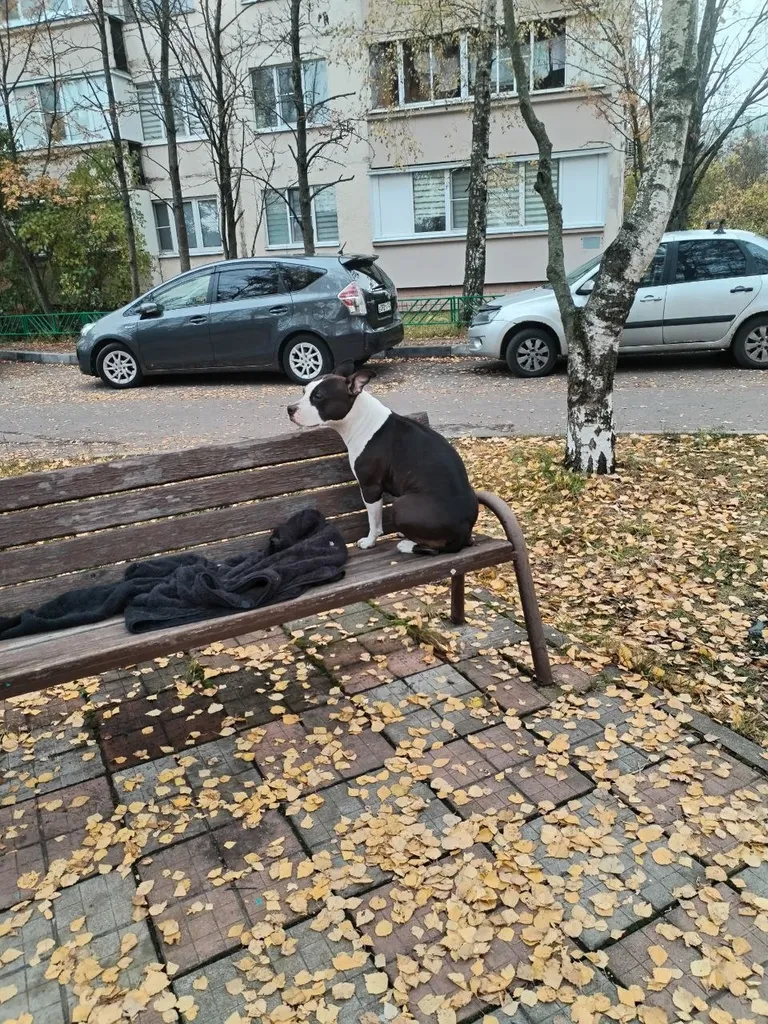 Found dog, амстафф in Krasnogorsk — identification photo, lost & found pet database Pathfinder