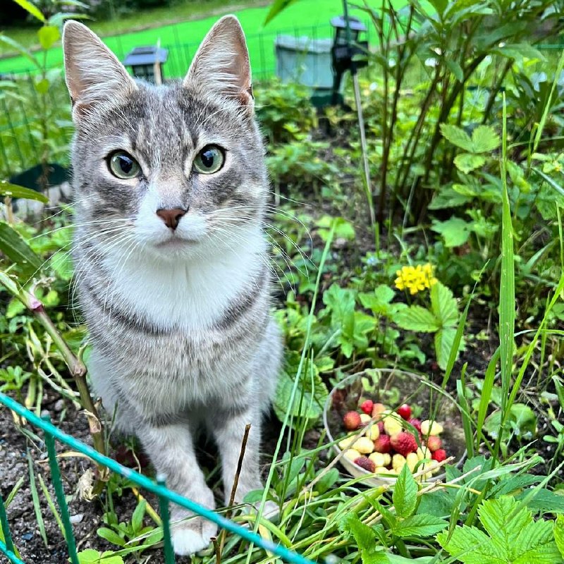 Lost white cat in Saint Petersburg — identification photo, lost & found pet database Pathfinder