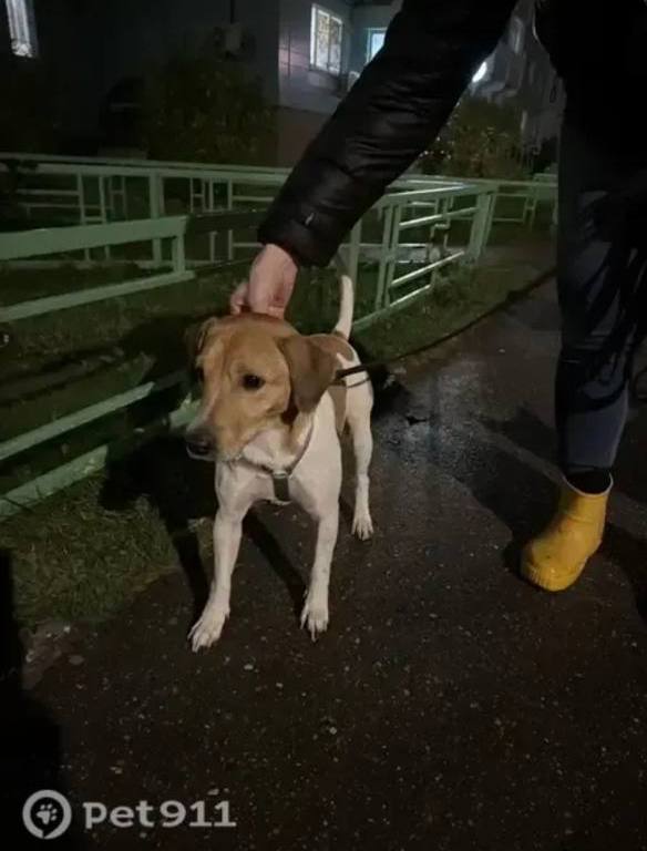 Found white dog, джек-рассел-терьер in Podolsk — identification photo, lost & found pet database Pathfinder
