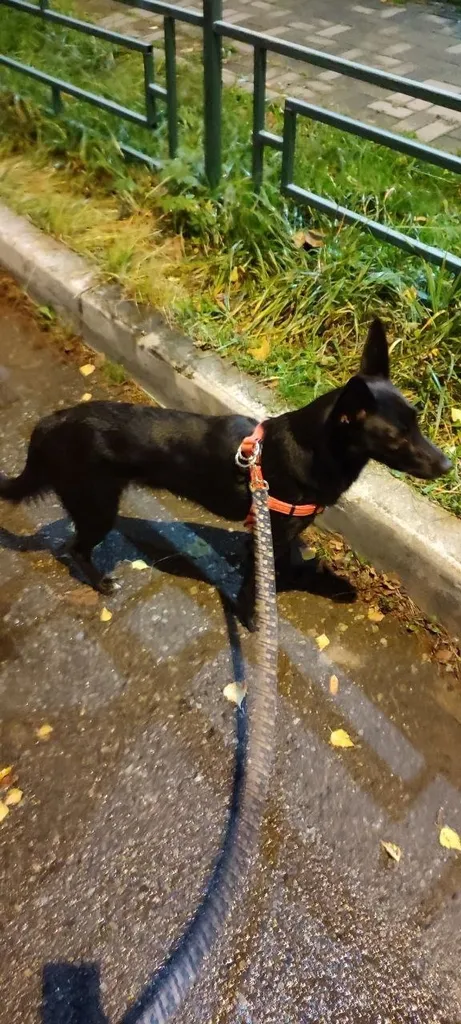 Found dog in Nakhabino — identification photo, lost & found pet database Pathfinder
