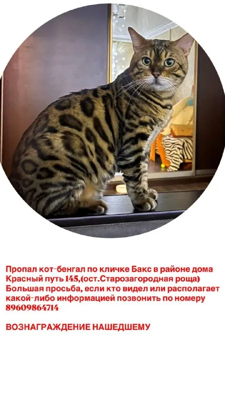 Lost brown cat, бенгал in Omsk — identification photo, lost & found pet database Pathfinder