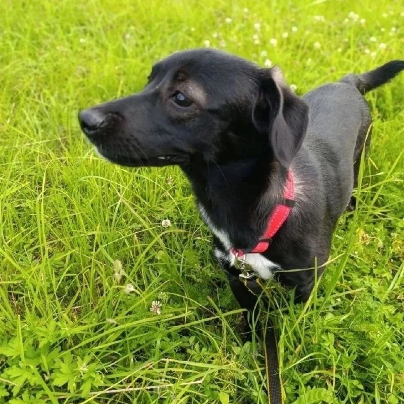 Lost black dog in Otradnoe — identification photo, lost & found pet database Pathfinder