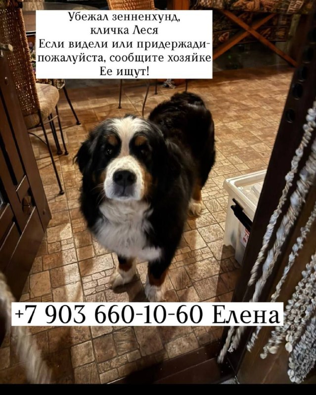 Lost white dog, зенненхунд in Novoglagolevo — identification photo, lost & found pet database Pathfinder