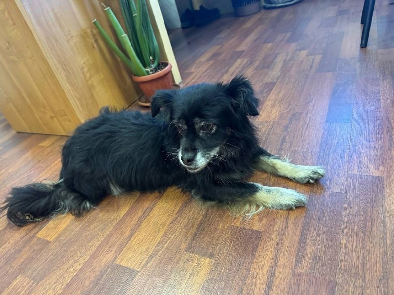 Found black dog in Saint Petersburg — identification photo, lost & found pet database Pathfinder
