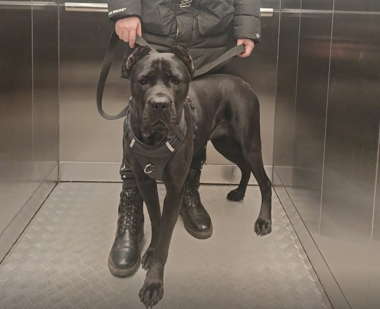 Lost black dog, кане-корсо in Yekaterinburg — identification photo, lost & found pet database Pathfinder
