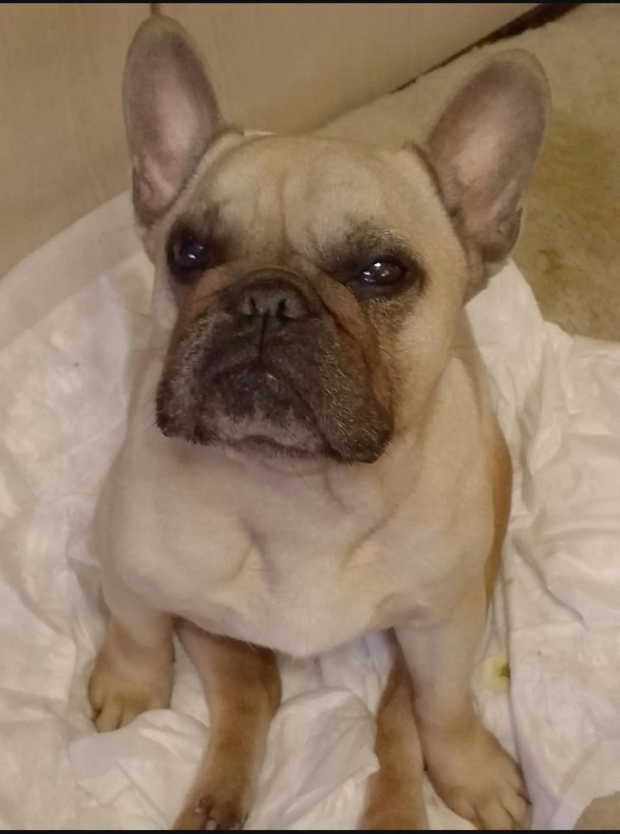 Found fawn dog, французский бульдог in Staraya Kupavna — identification photo, lost & found pet database Pathfinder
