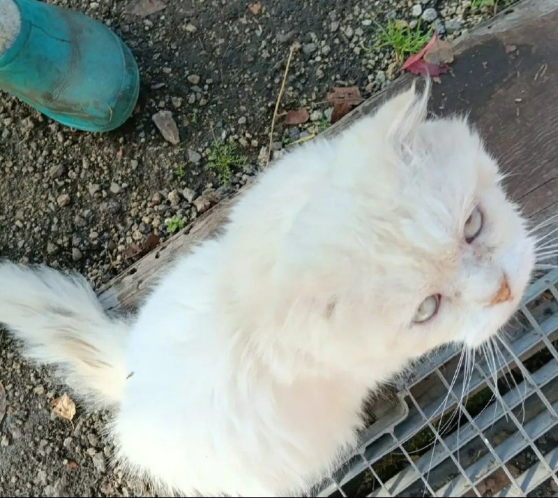 Adoptable white cat, вислоухий шотландец in Yekaterinburg — identification photo, lost & found pet database Pathfinder