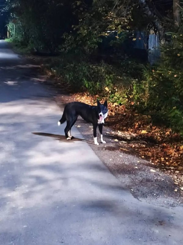 Found white dog in Nekrasovskiy — identification photo, lost & found pet database Pathfinder