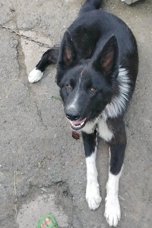 Lost white dog in Bazhenovo — identification photo, lost & found pet database Pathfinder