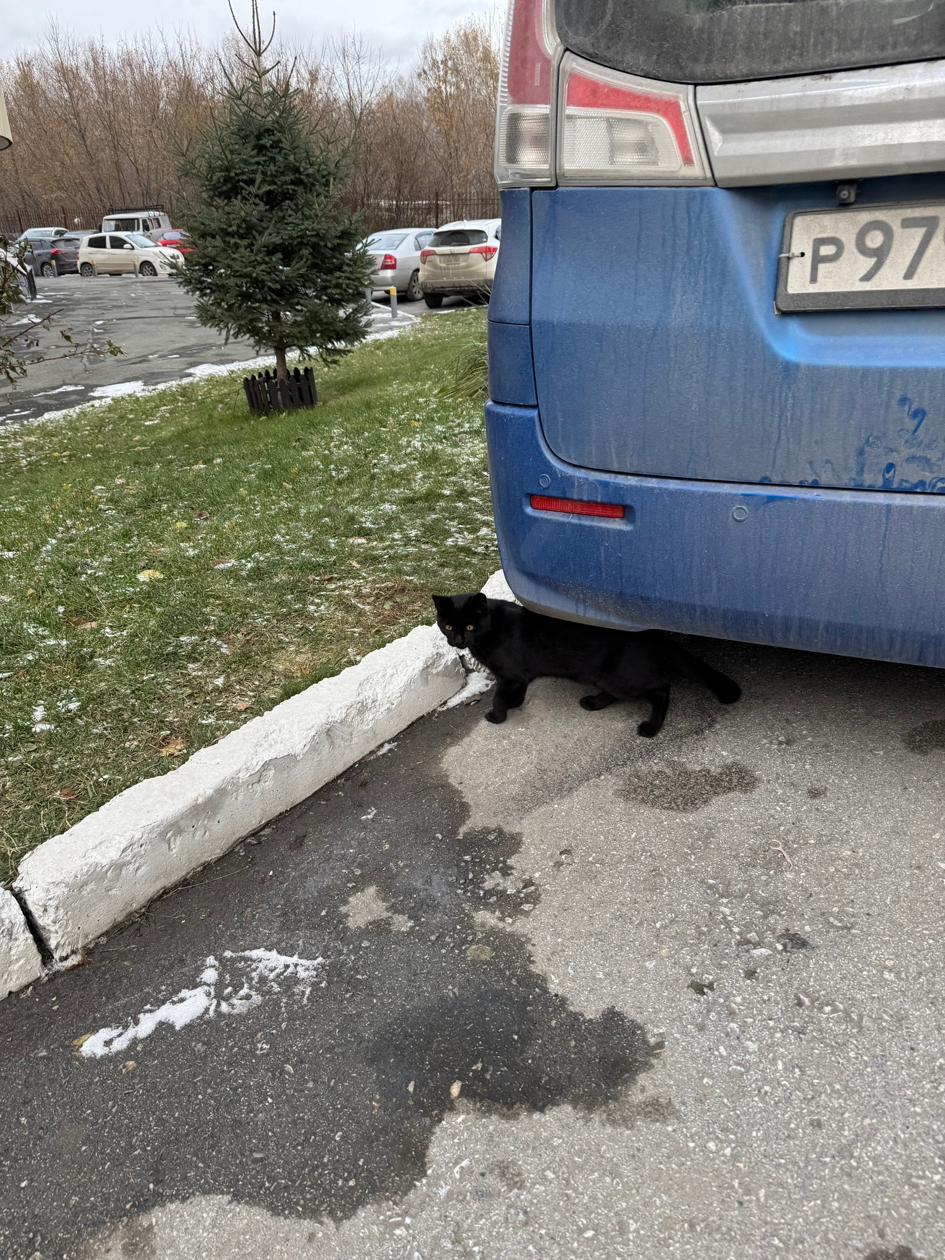 Found black cat in Novosibirsk — identification photo, lost & found pet database Pathfinder
