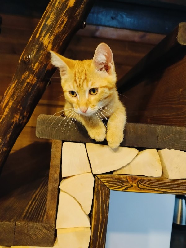 Lost ginger cat in Perm — identification photo, lost & found pet database Pathfinder
