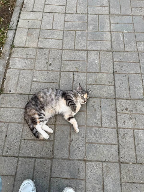 Lost white cat in Verkhnyaya Pyshma — identification photo, lost & found pet database Pathfinder