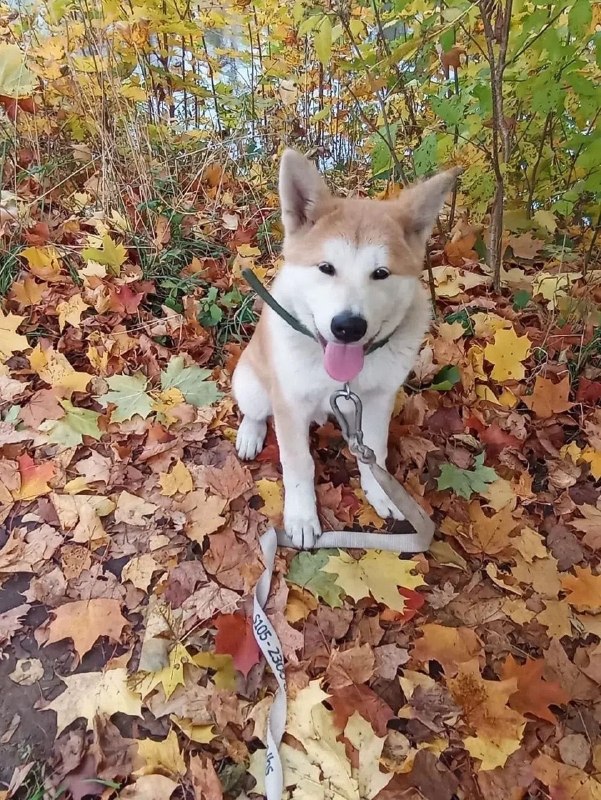 Lost white dog, акита in Fryazino — identification photo, lost & found pet database Pathfinder