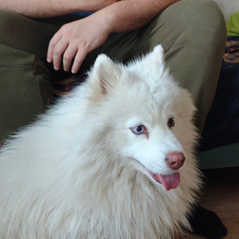 Found dog, самоед in Perm — identification photo, lost & found pet database Pathfinder