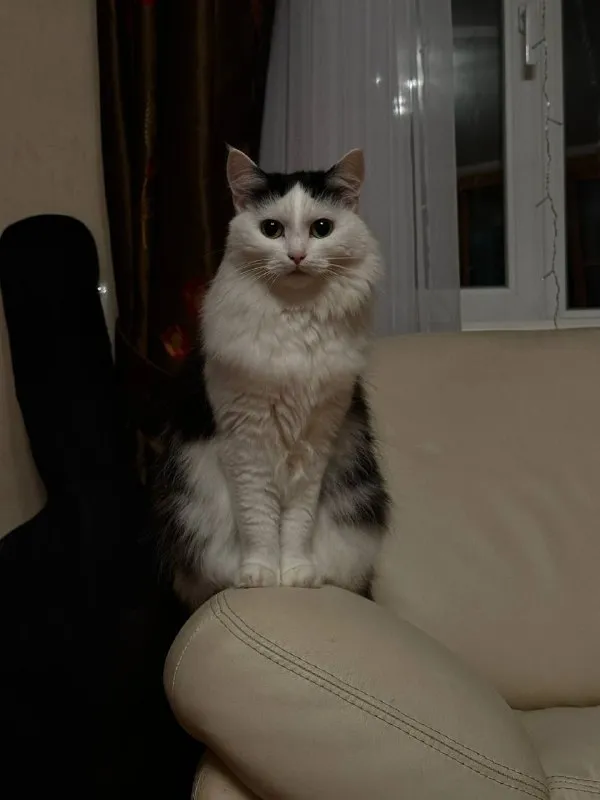 Lost white cat in Korolev — identification photo, lost & found pet database Pathfinder