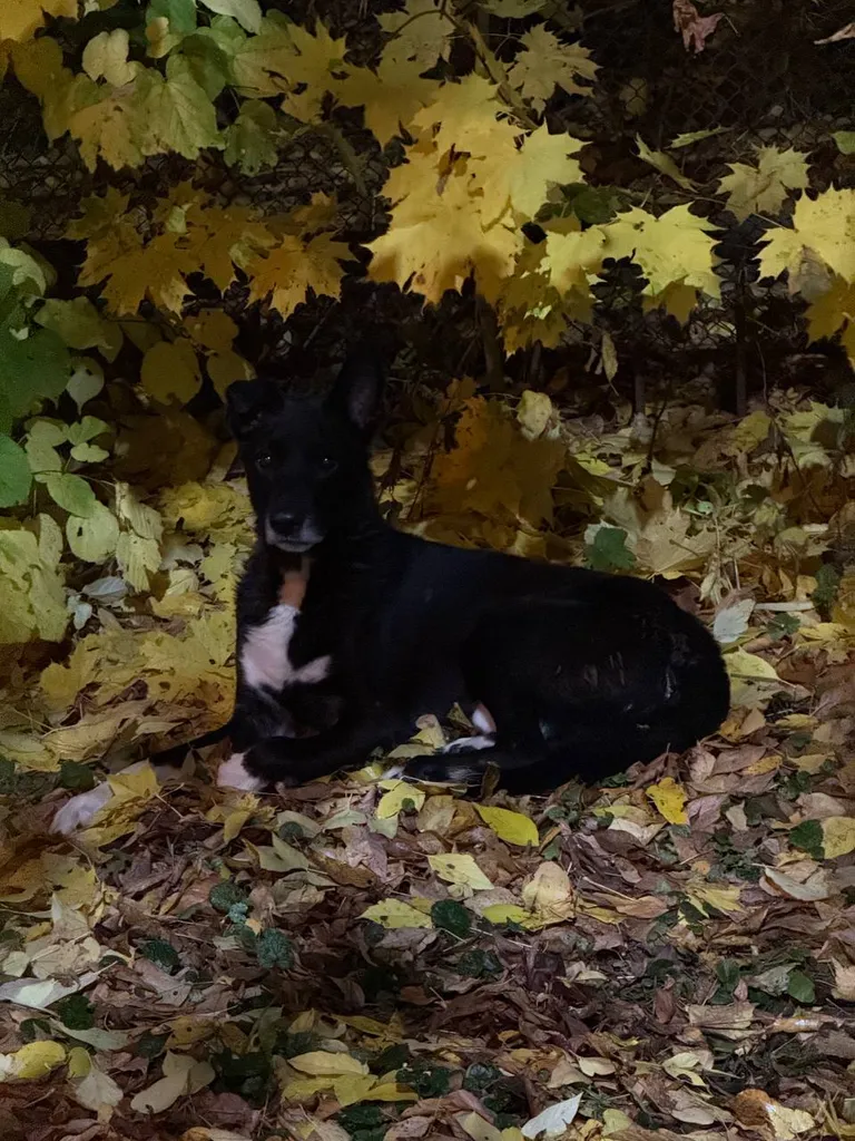 Found dog in Istra — identification photo, lost & found pet database Pathfinder