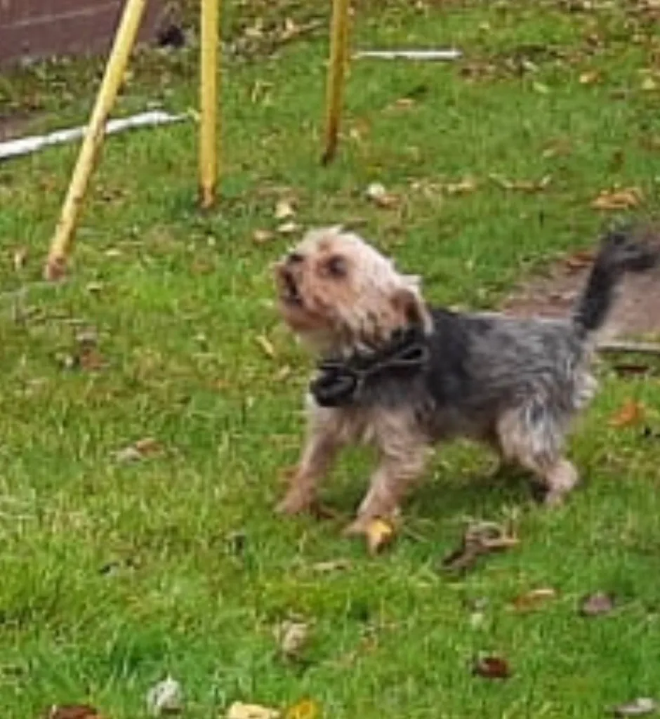 Lost dog, йоркширский терьер in Domodedovo — identification photo, lost & found pet database Pathfinder