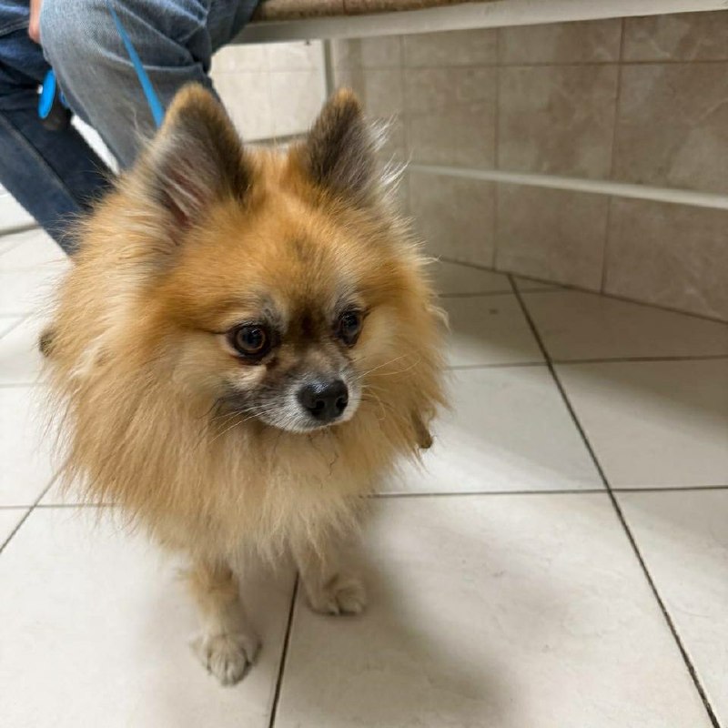 Found ginger dog, шпиц in Saint Petersburg — identification photo, lost & found pet database Pathfinder